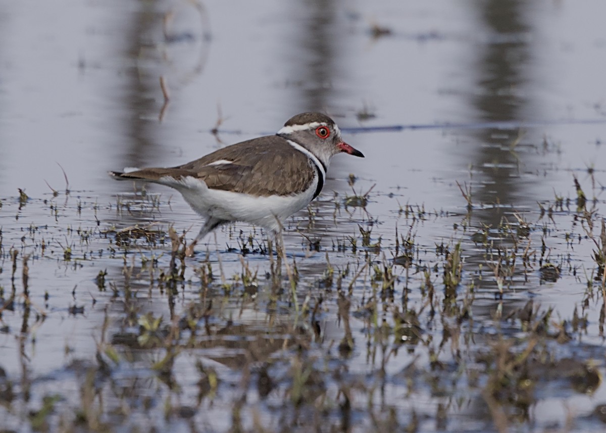 Pluvier à triple collier (tricollaris) - ML646677546