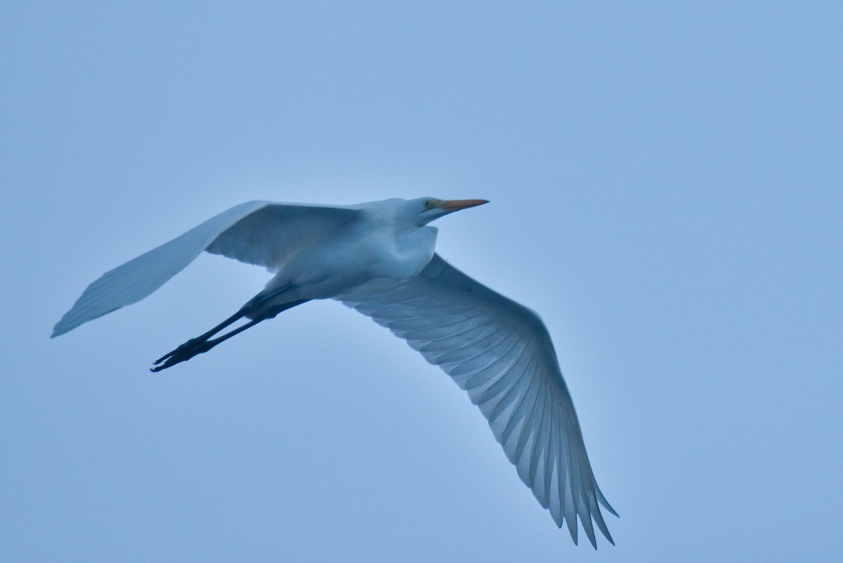 volavka bílá - ML646677547