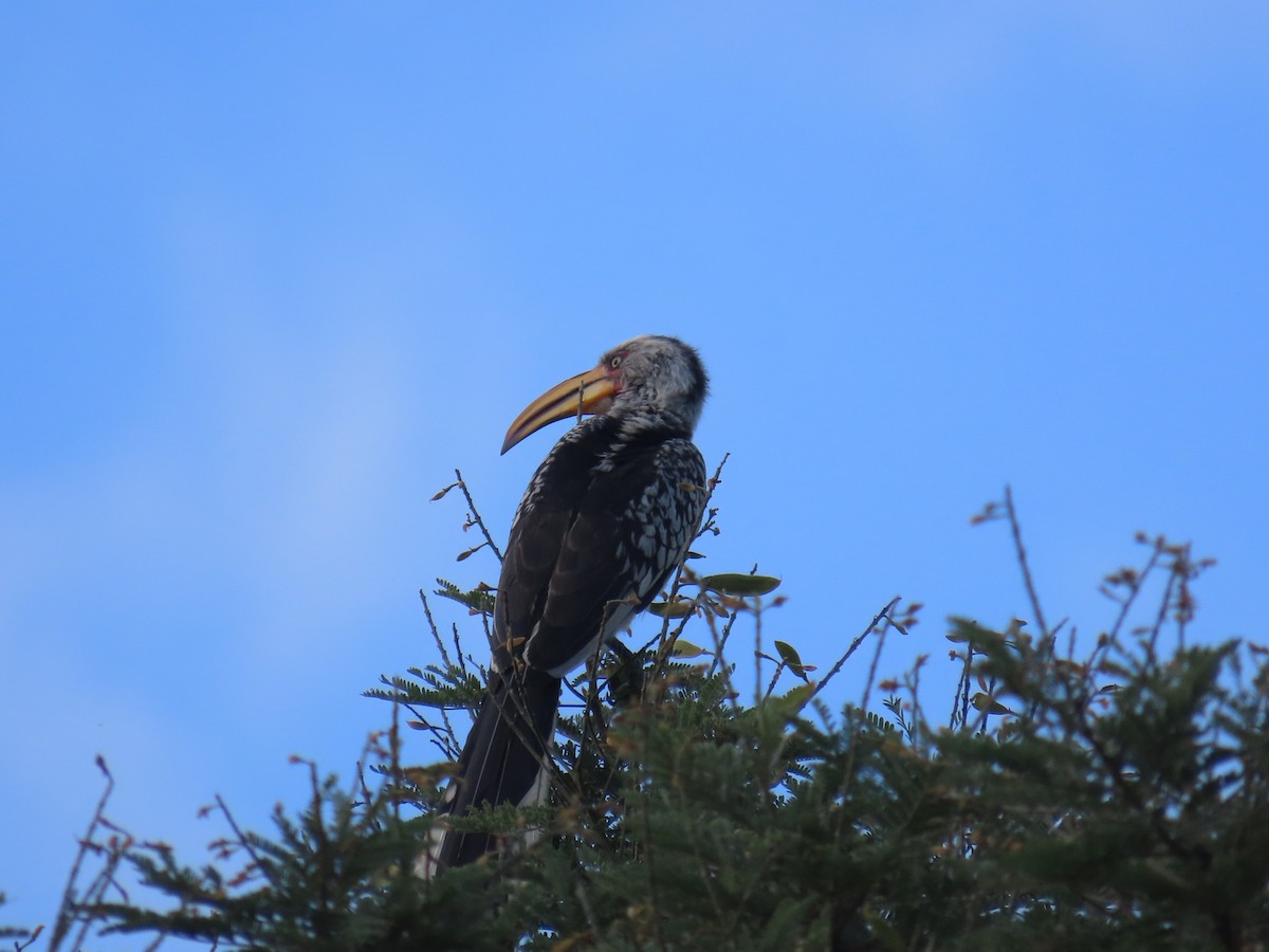 Southern Yellow-billed Hornbill - ML646677549