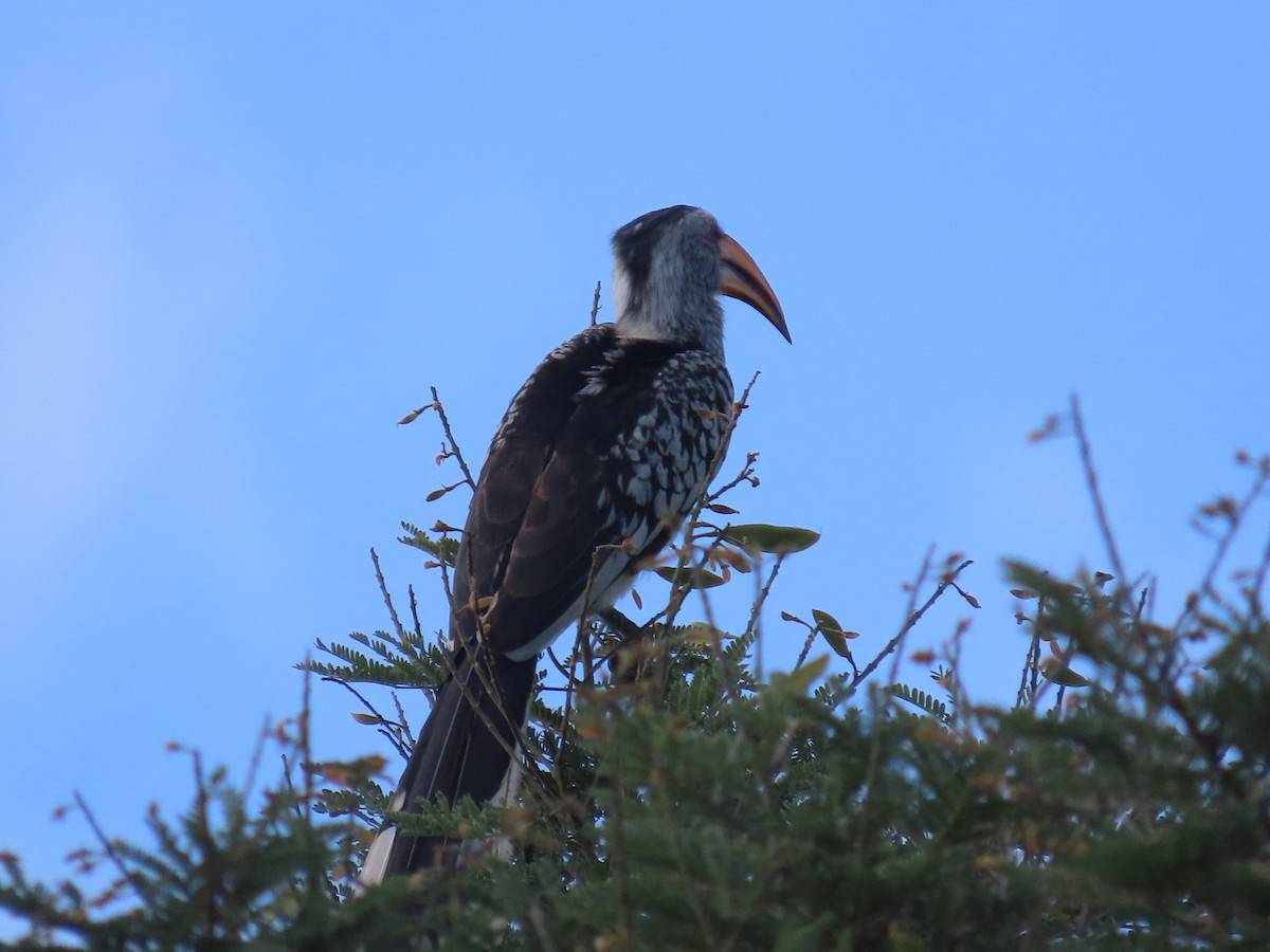 Southern Yellow-billed Hornbill - ML646677550