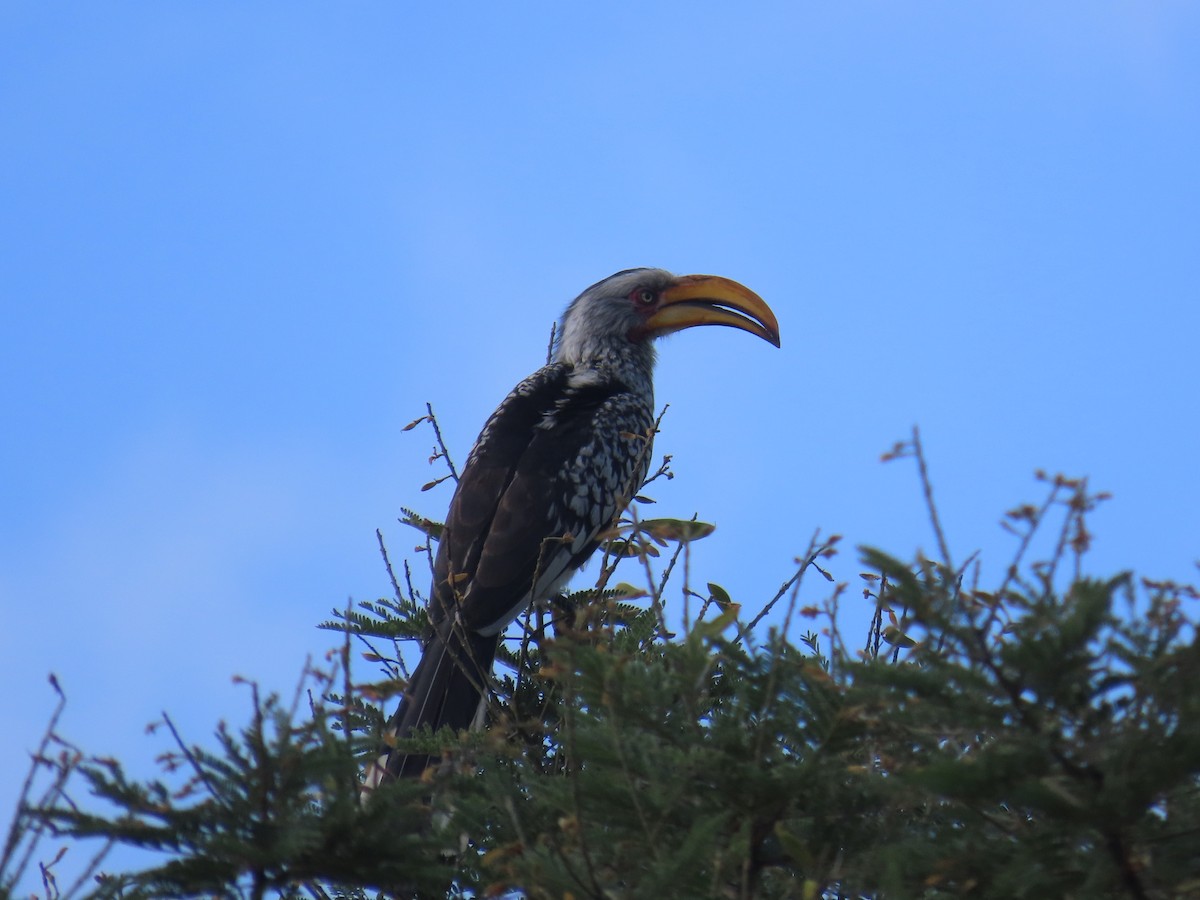 Southern Yellow-billed Hornbill - ML646677551