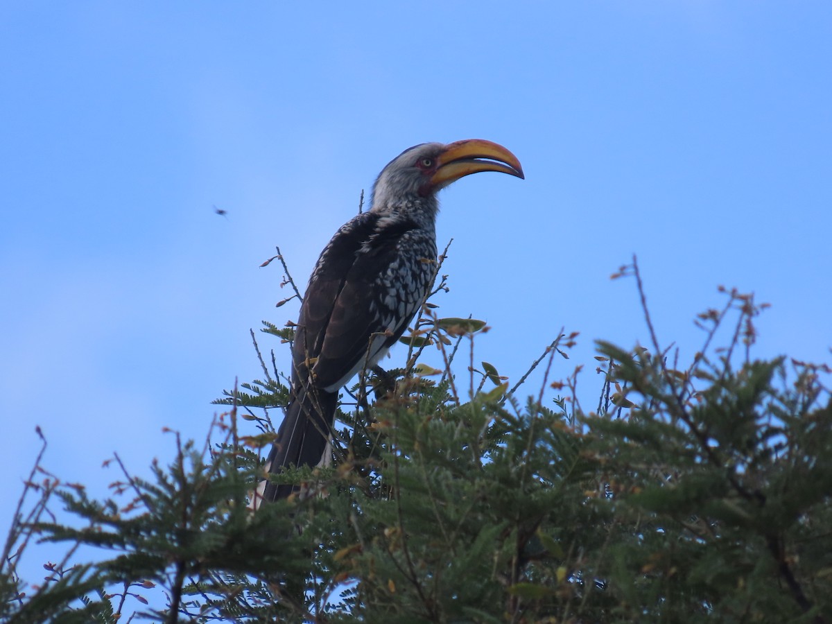 Southern Yellow-billed Hornbill - ML646677552