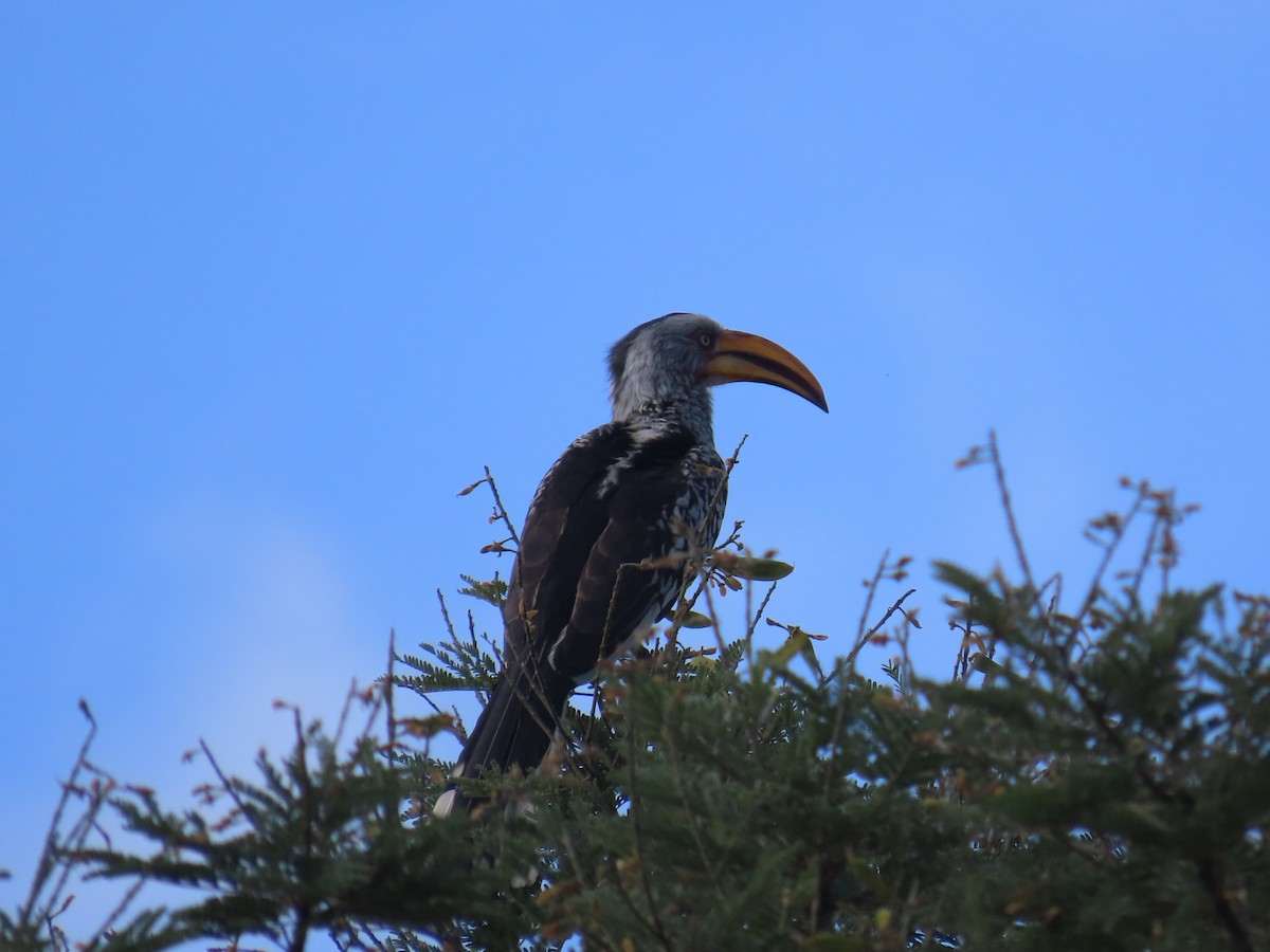 Southern Yellow-billed Hornbill - ML646677553