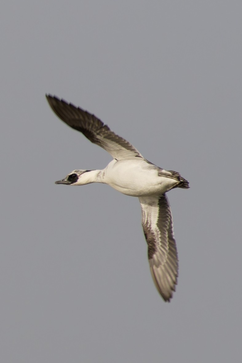 Smew - ML646677554