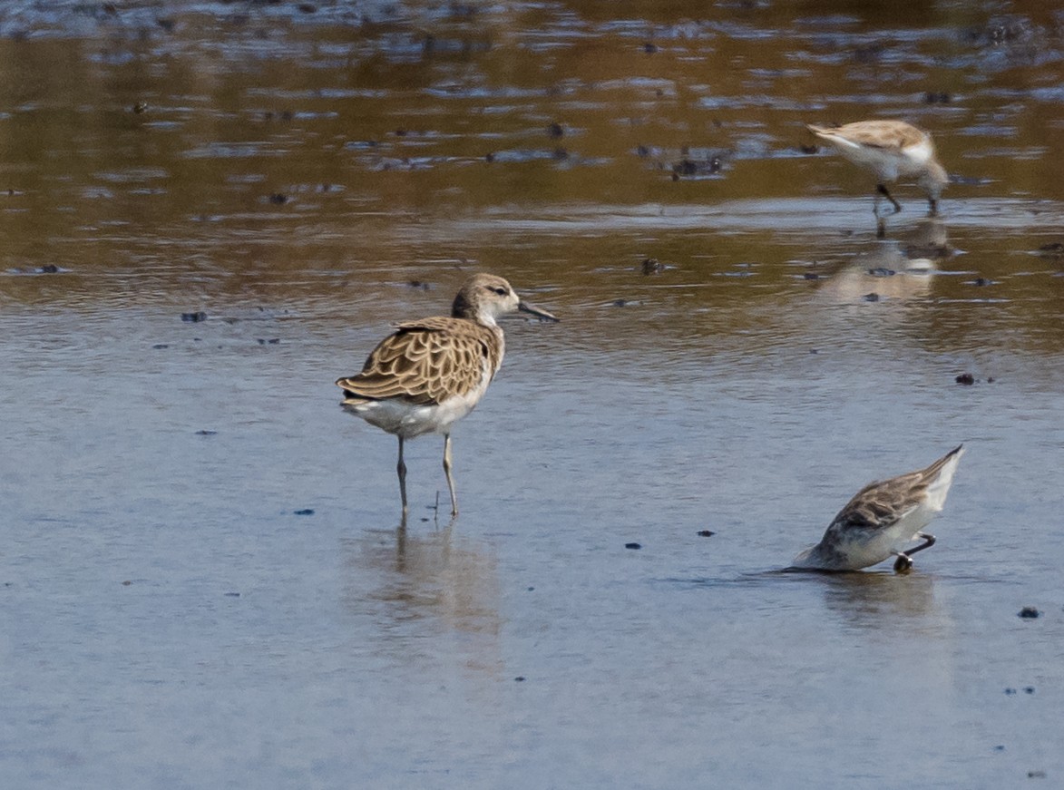 エリマキシギ - ML646677565