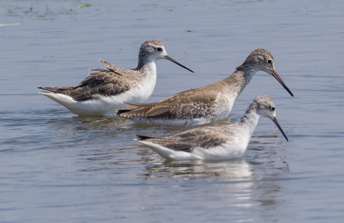 コアオアシシギ - ML646677571