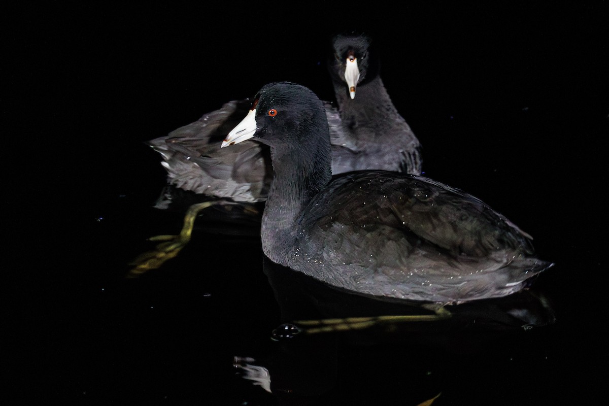 Focha Americana (Frentirroja) - ML646677573