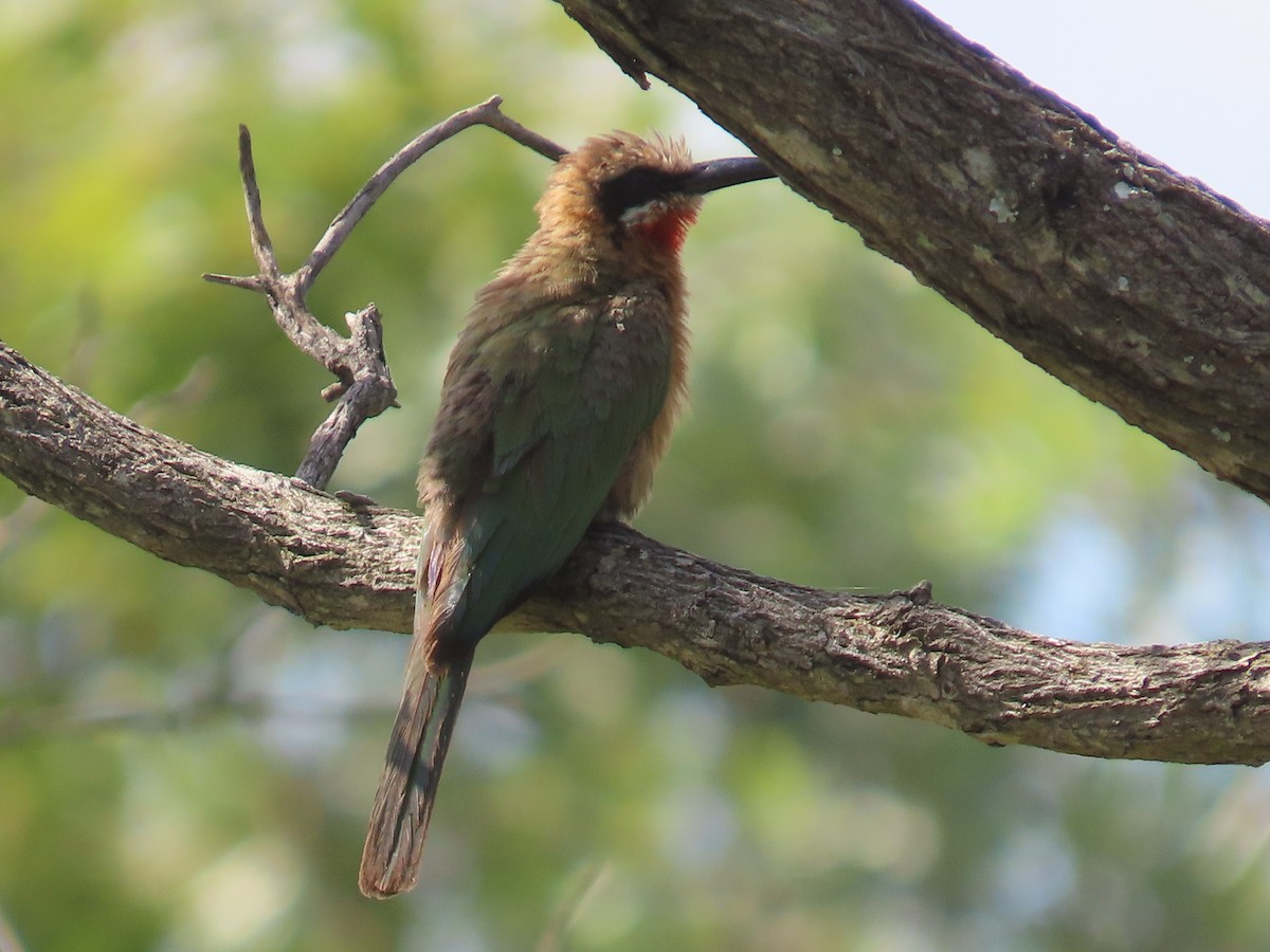 White-fronted Bee-eater - ML646677574