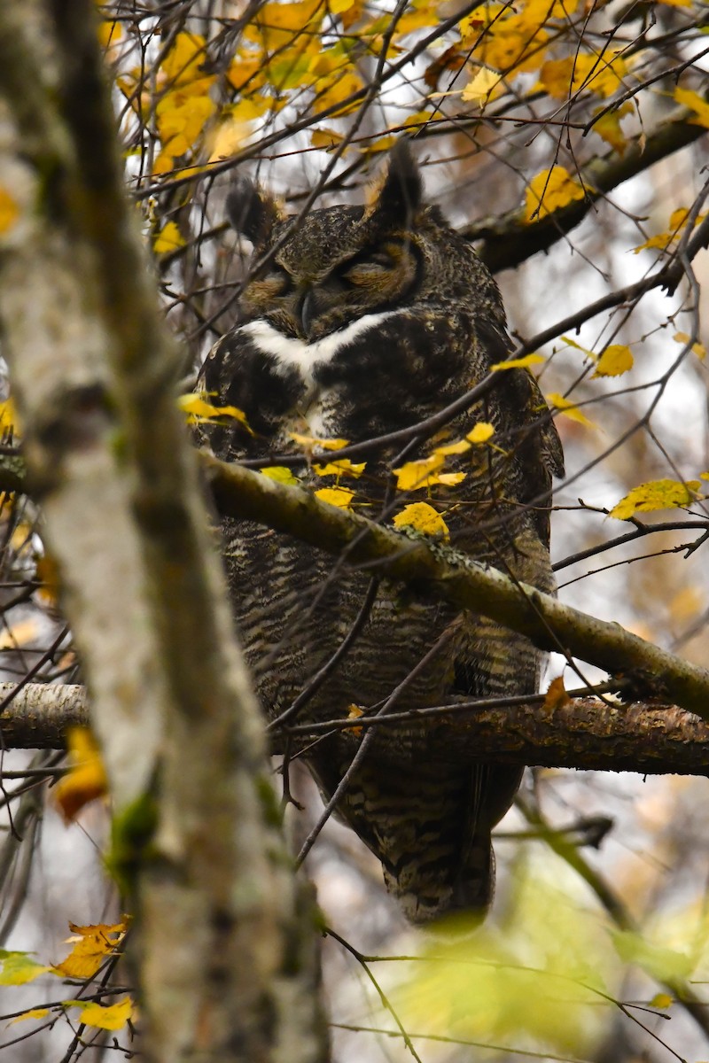 Great Horned Owl - ML646677576