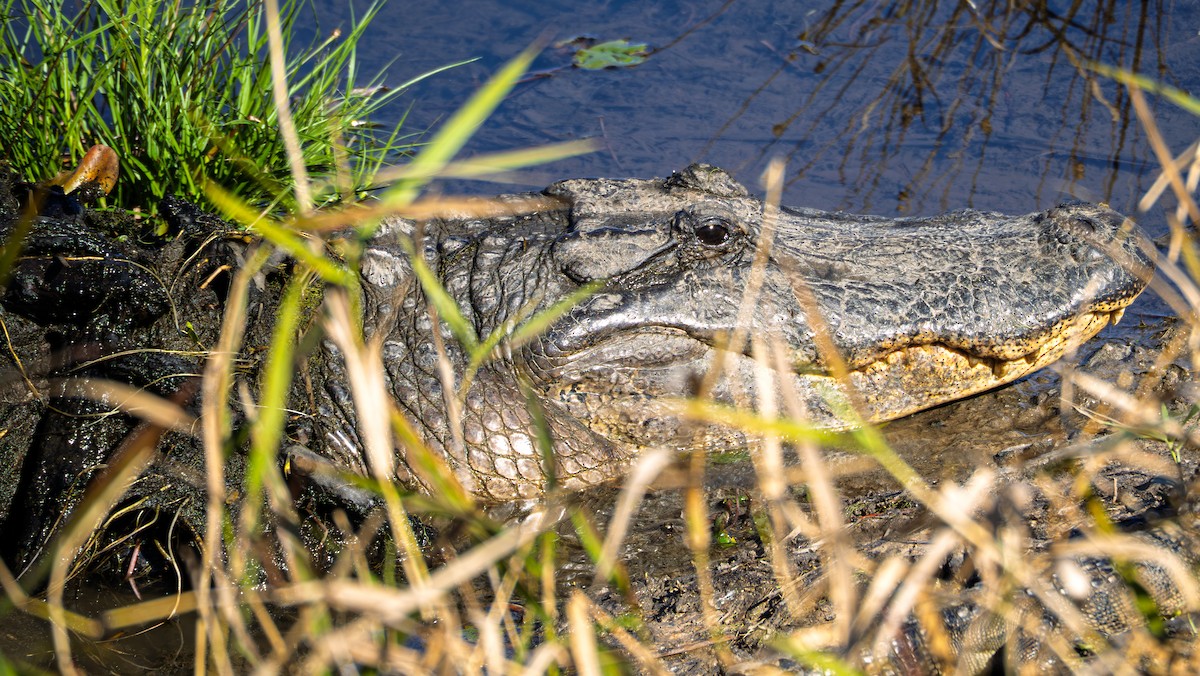 American Alligator - ML646677580