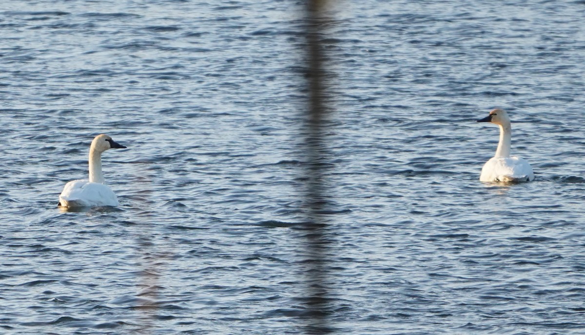 Tundra Swan - ML646677582