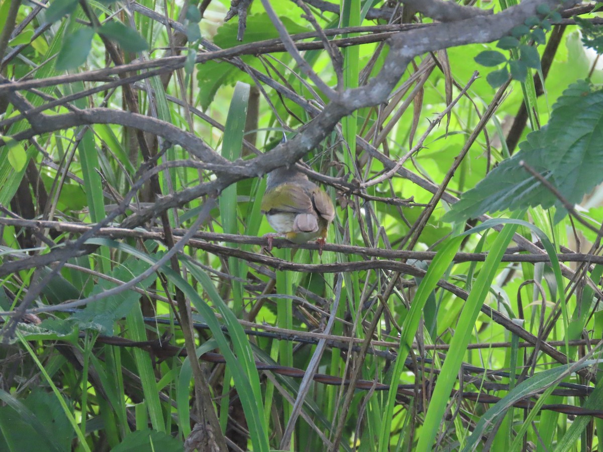 camaroptera sp. - ML646677583