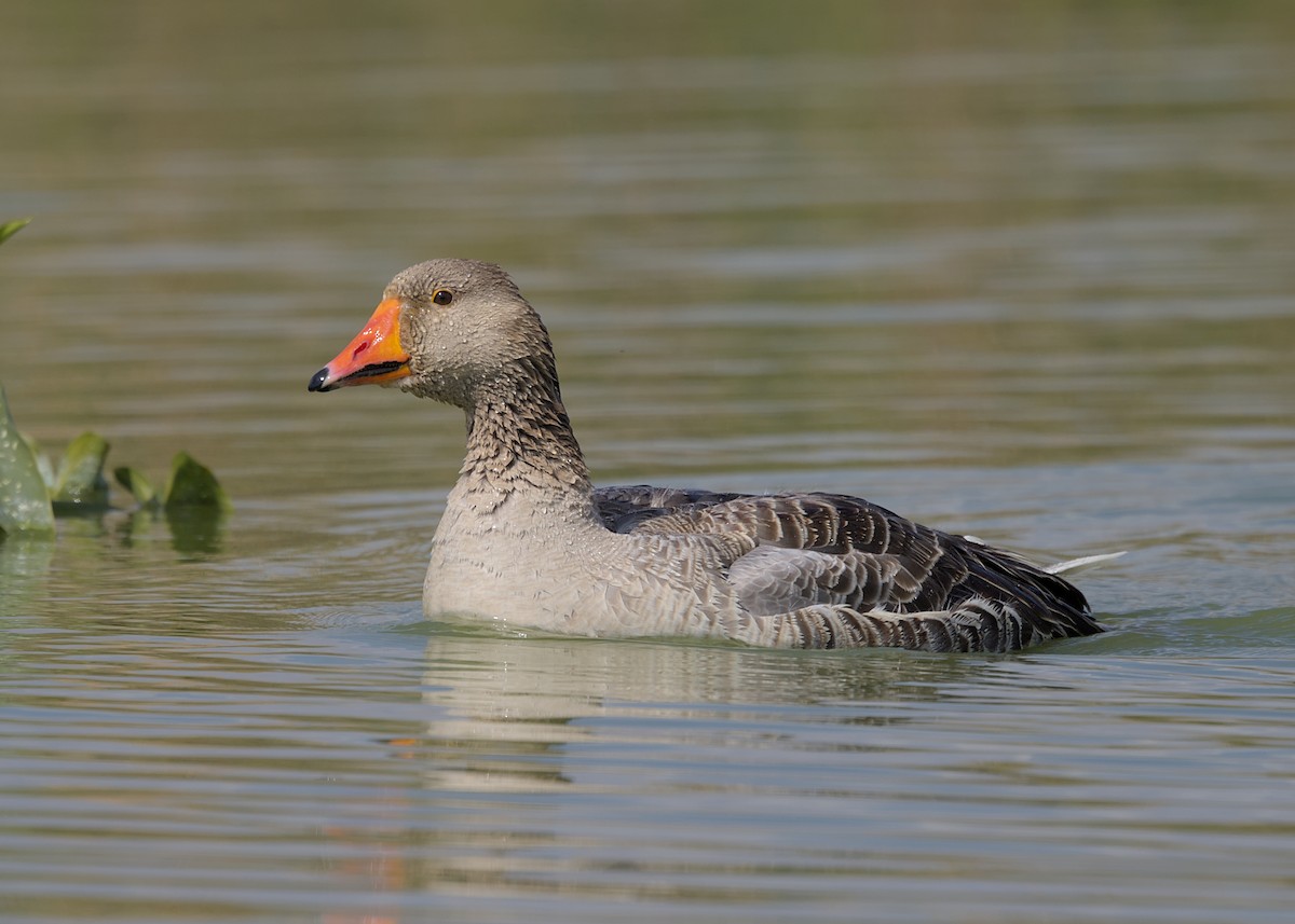 マガン属（家畜） - ML646677584