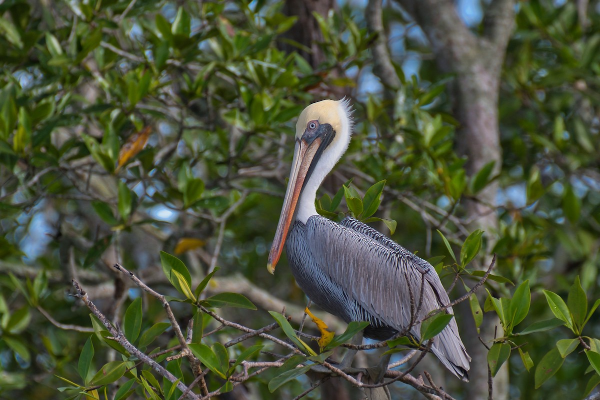 pelikán hnědý - ML646677587