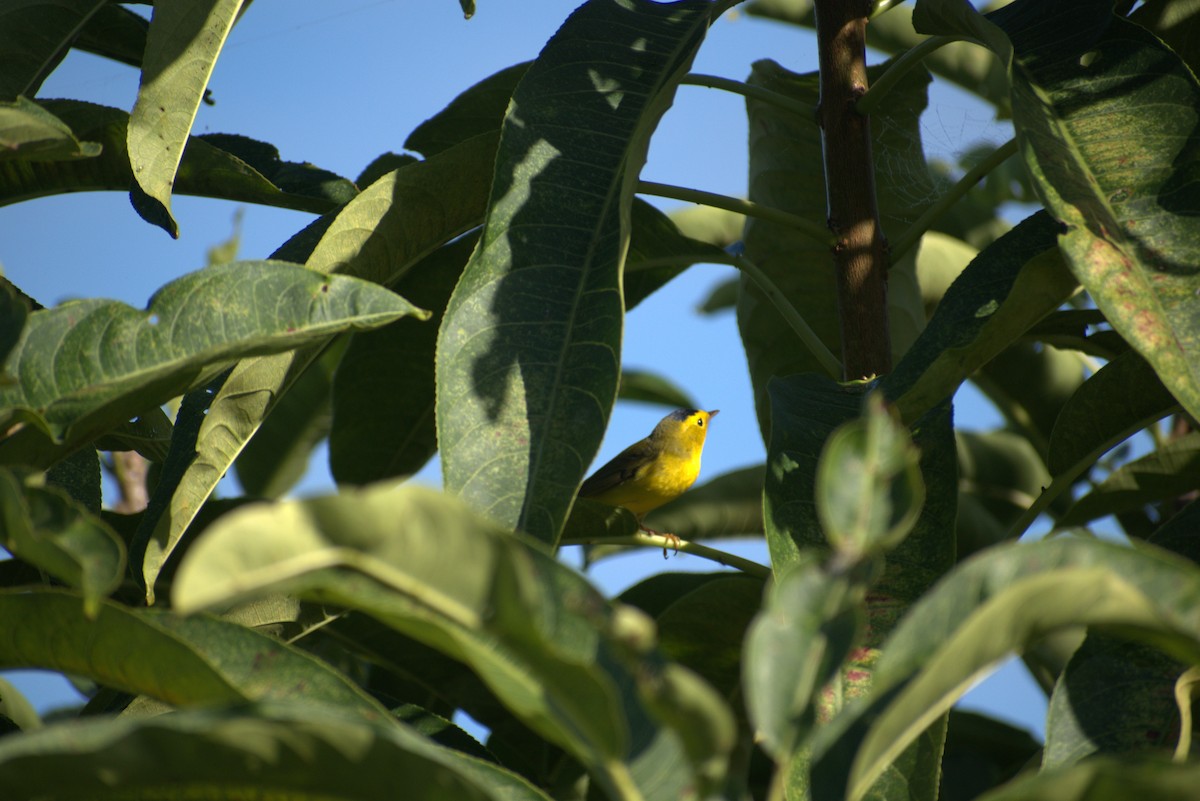 kalottparula - ML646677589