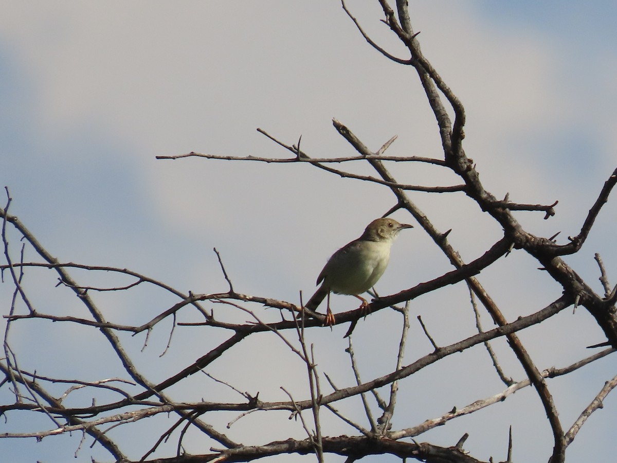 棕扇尾鶯 - ML646677590