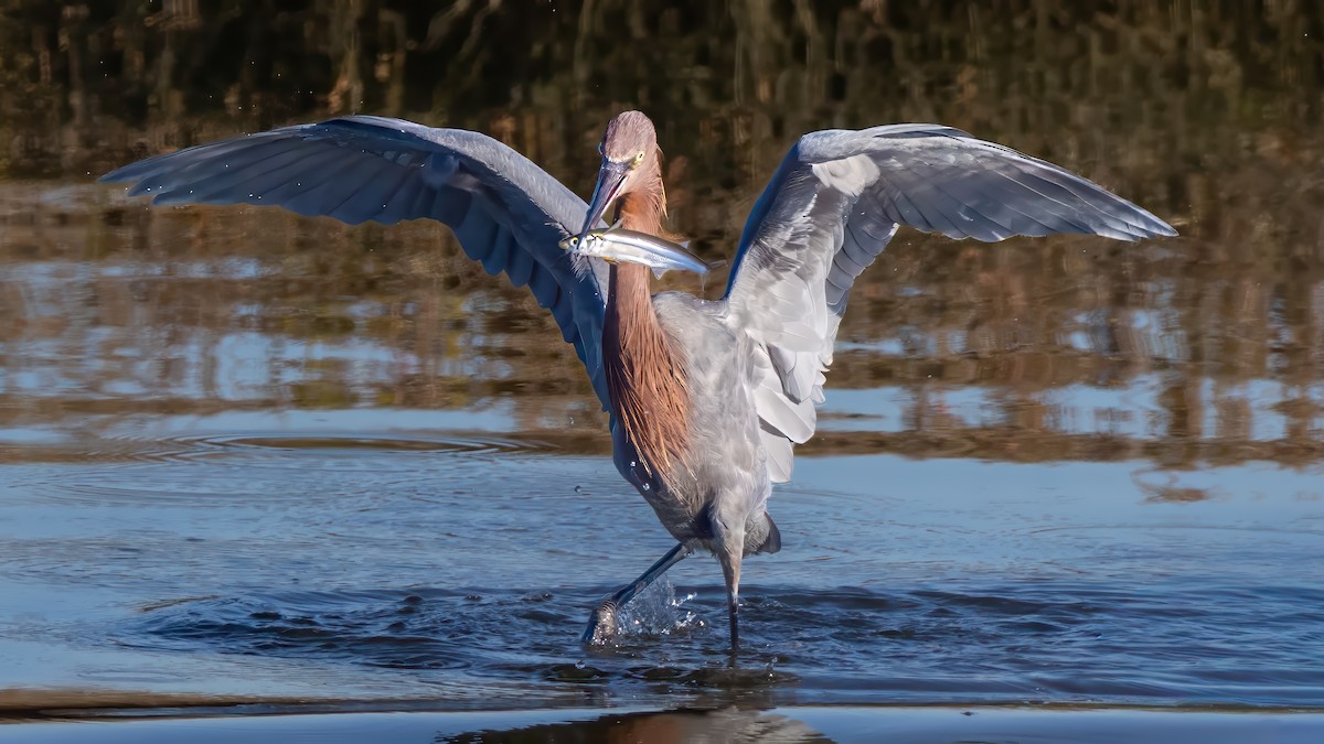 Reddish Egret - ML646677591