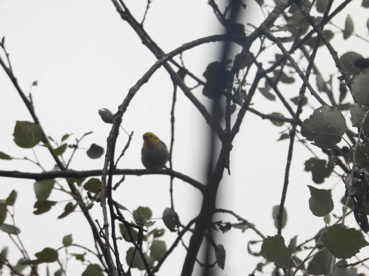 Paruline à tête jaune - ML646677596