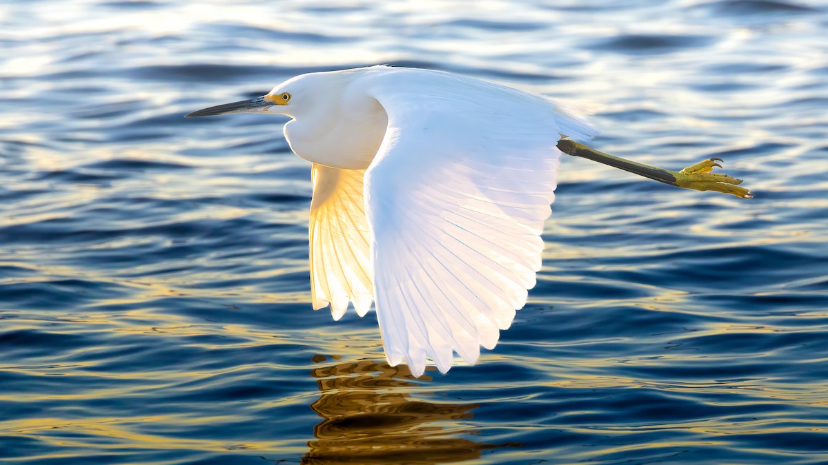 Snowy Egret - ML646677601