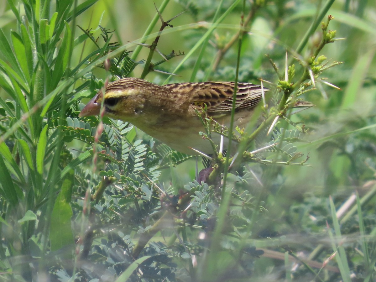 Southern Red Bishop - ML646677602