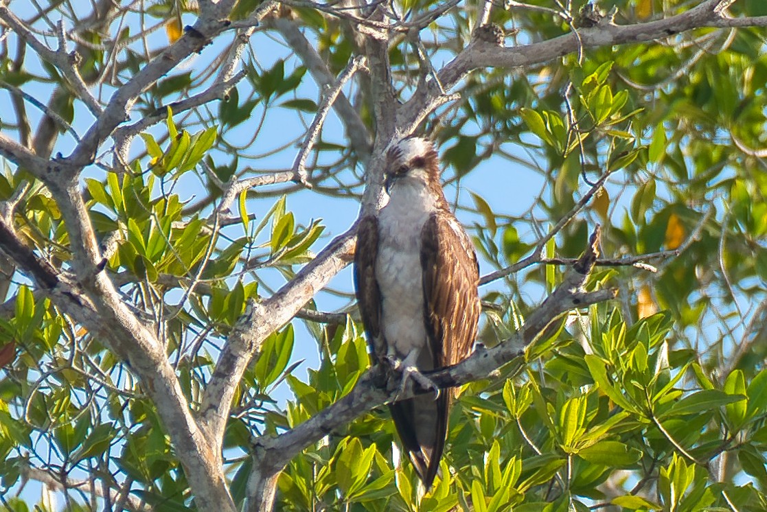 orlovec říční - ML646677608