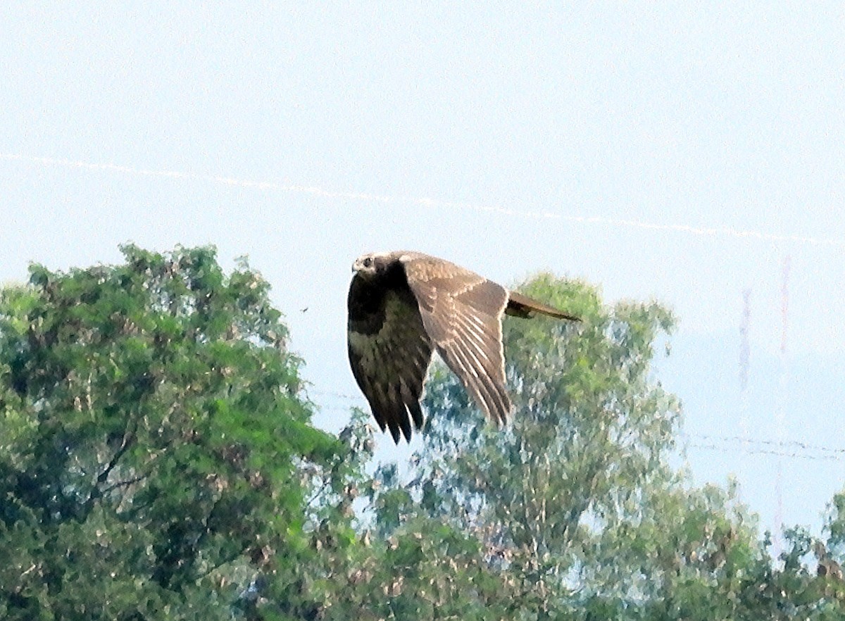 Eastern Marsh Harrier - ML646677609