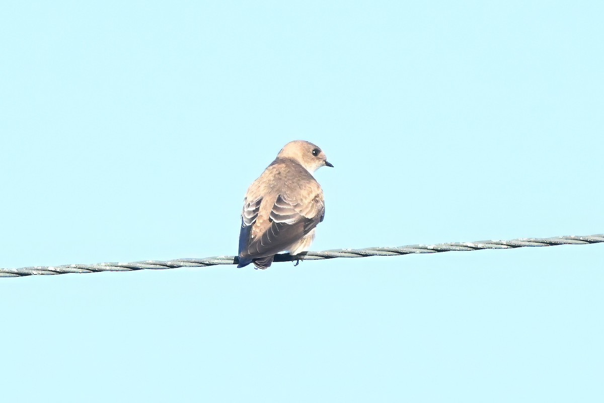 Northern Rough-winged Swallow - ML646677610