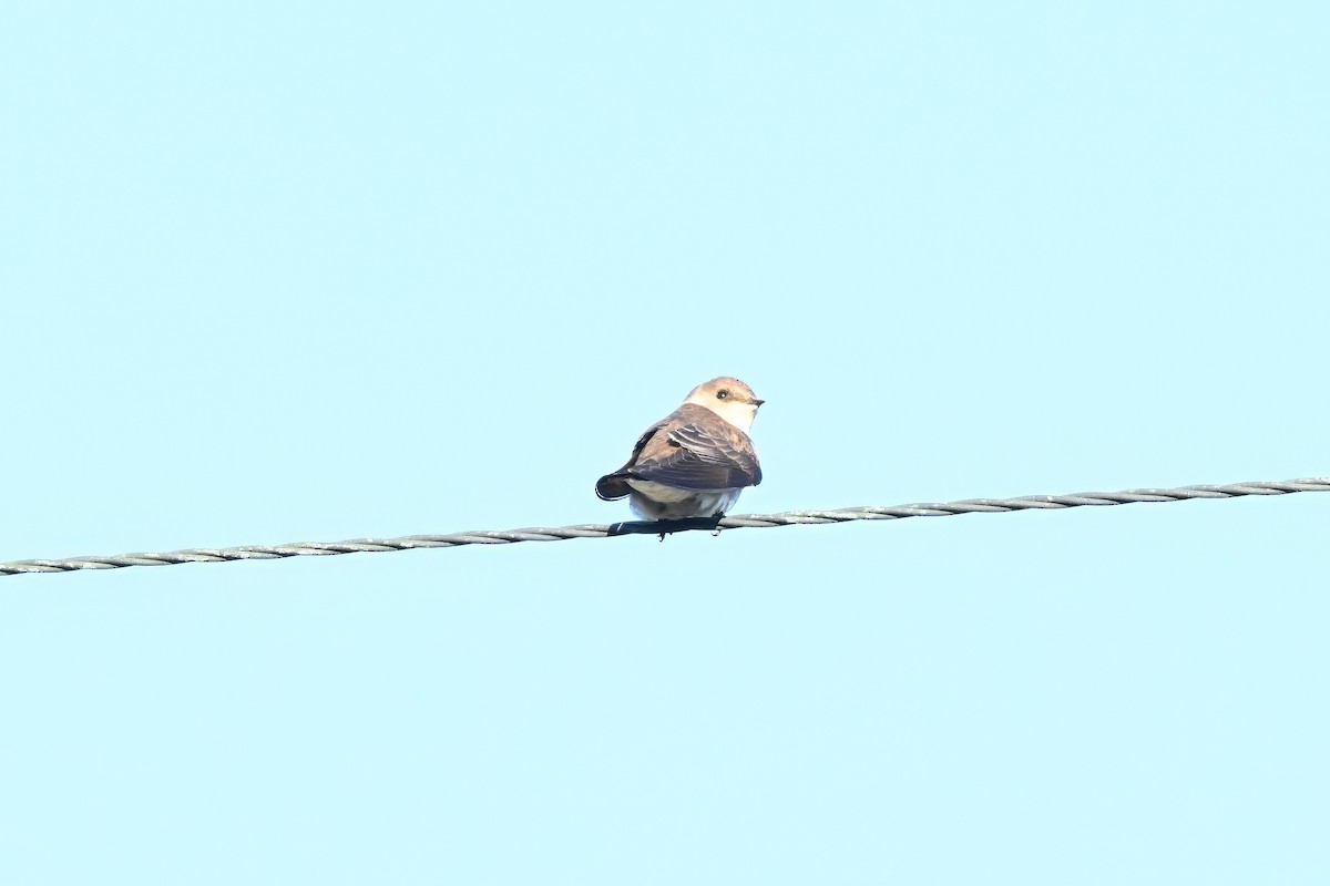 Northern Rough-winged Swallow - ML646677614