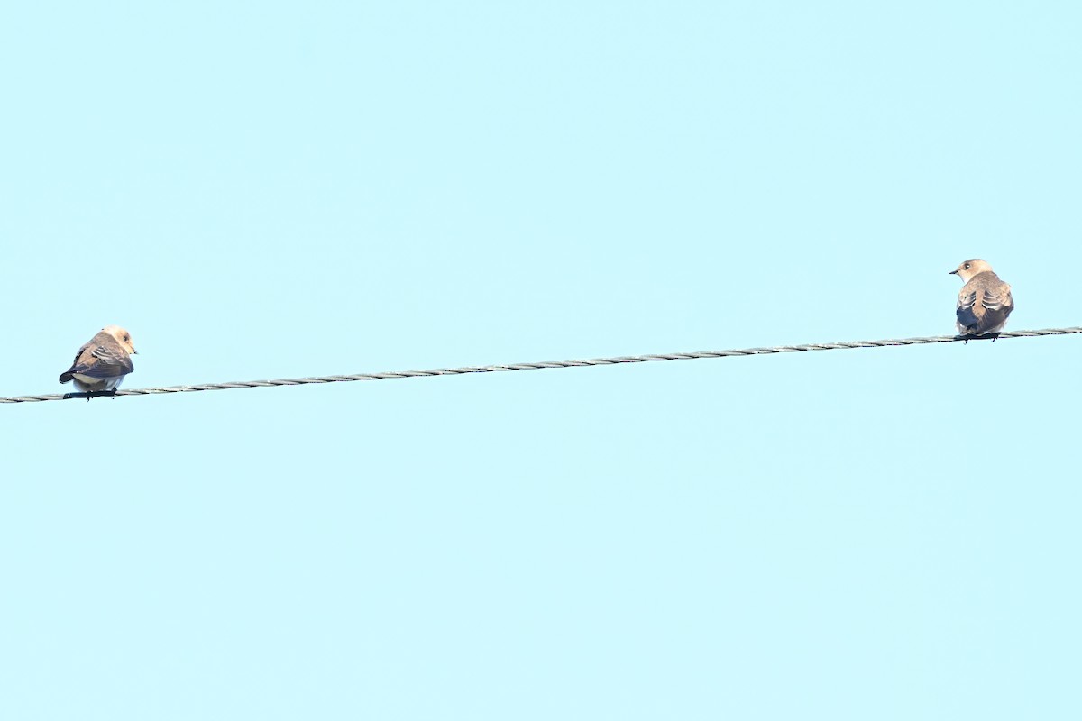 Northern Rough-winged Swallow - ML646677616