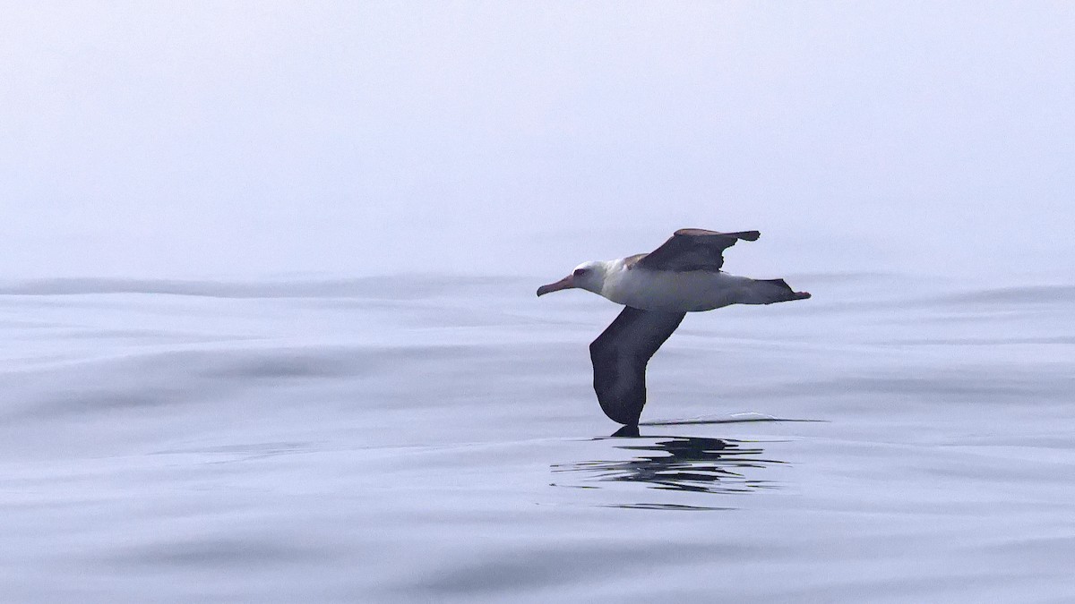 Альбатрос гавайський - ML646677618