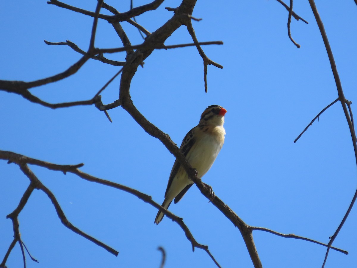 針尾維達雀 - ML646677625