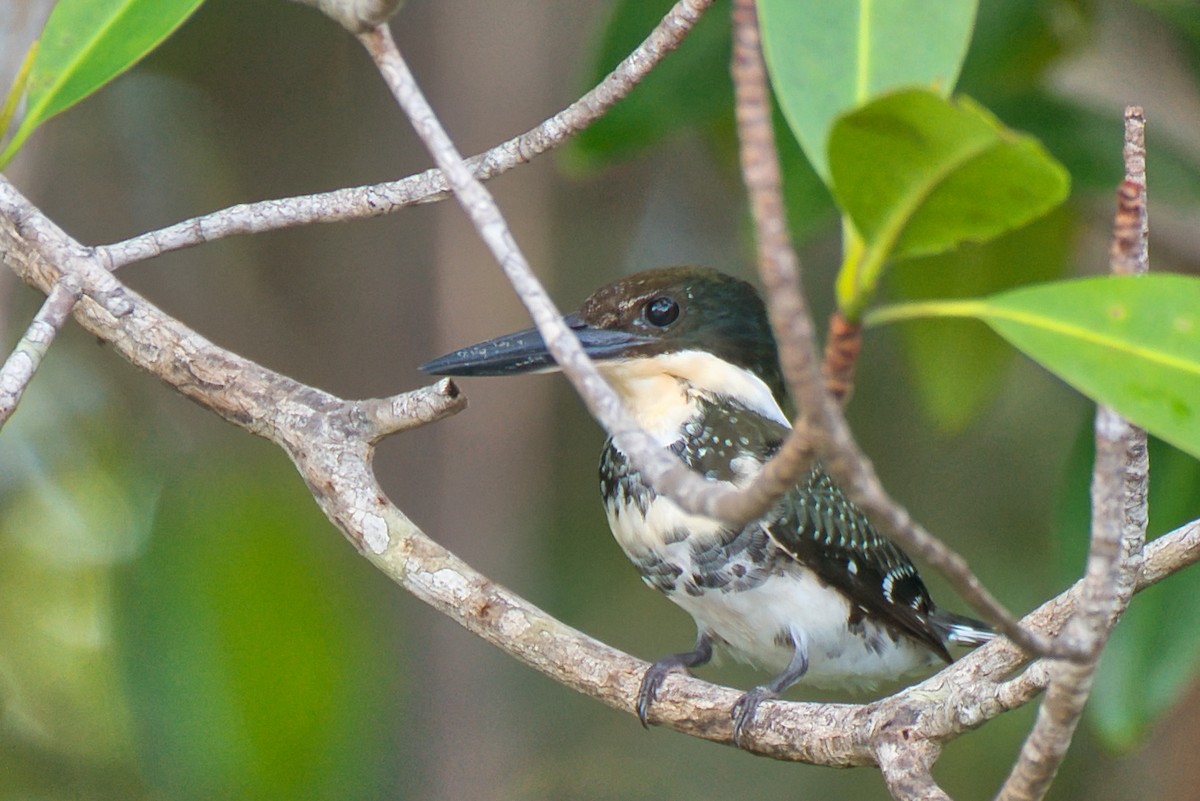 rybařík zelený - ML646677629
