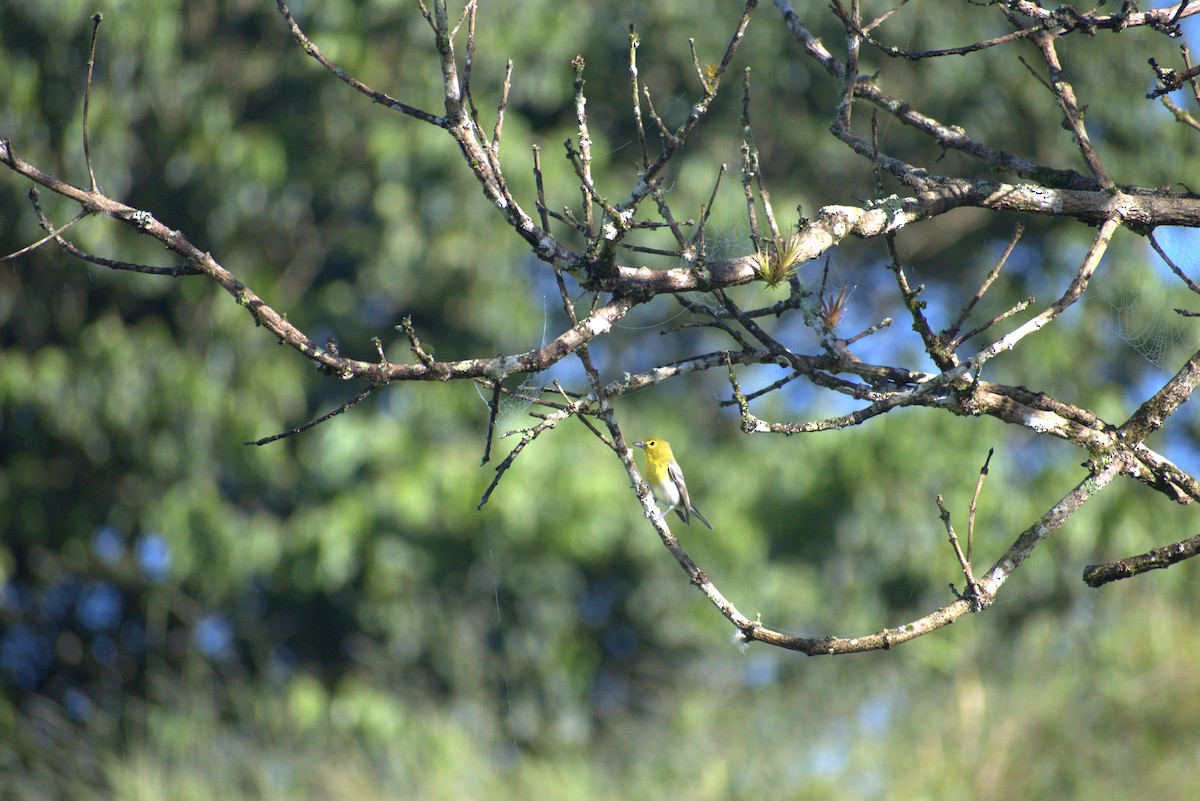 Sarı Gerdanlı Vireo - ML646677630