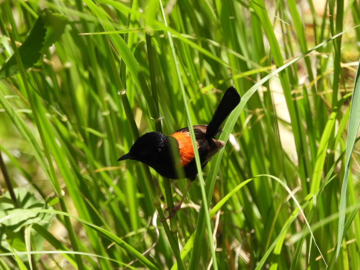 černáček rudohřbetý - ML646677631