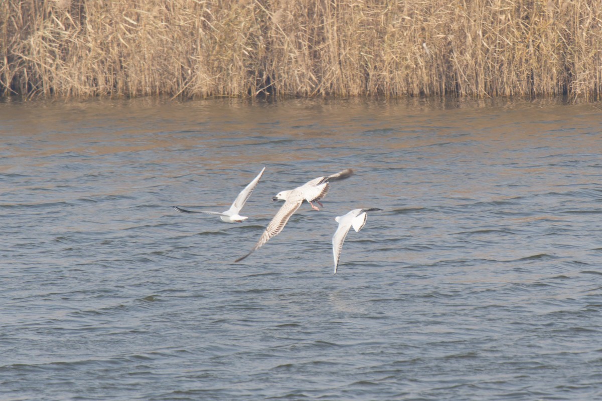 Mongolian Gull - ML646677632