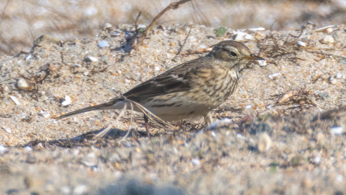 American Pipit - ML646677634