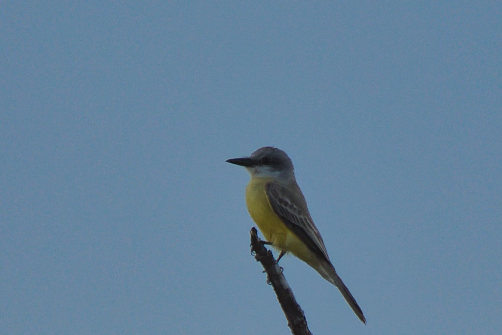 Tropical Kingbird - ML646677635