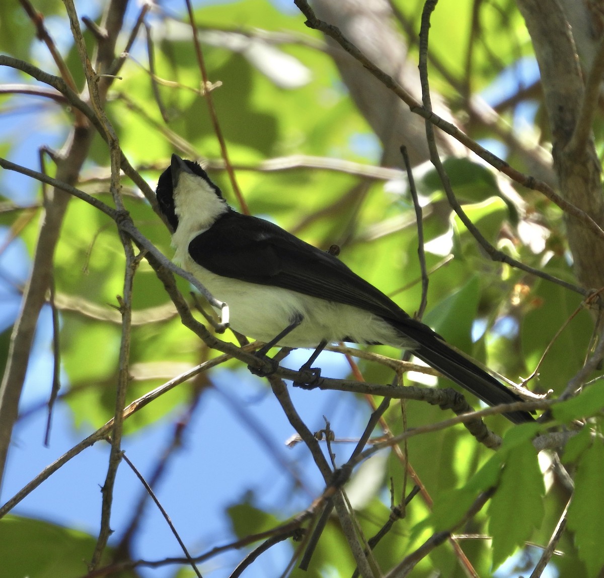 Restless Flycatcher - ML646677638
