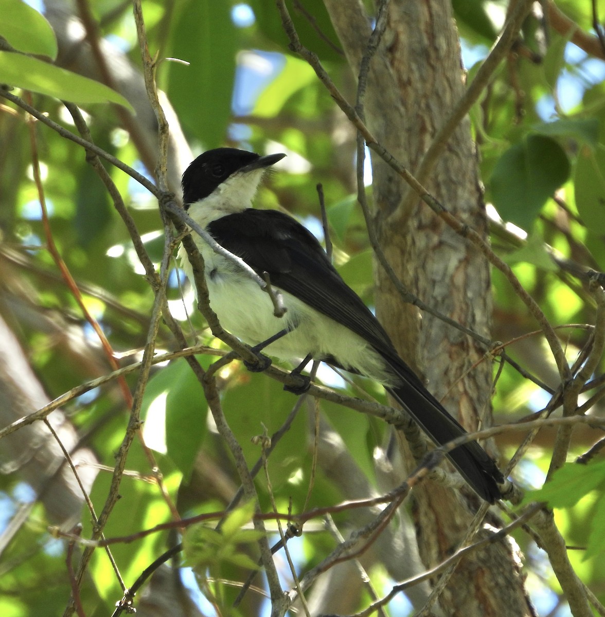 Restless Flycatcher - ML646677639
