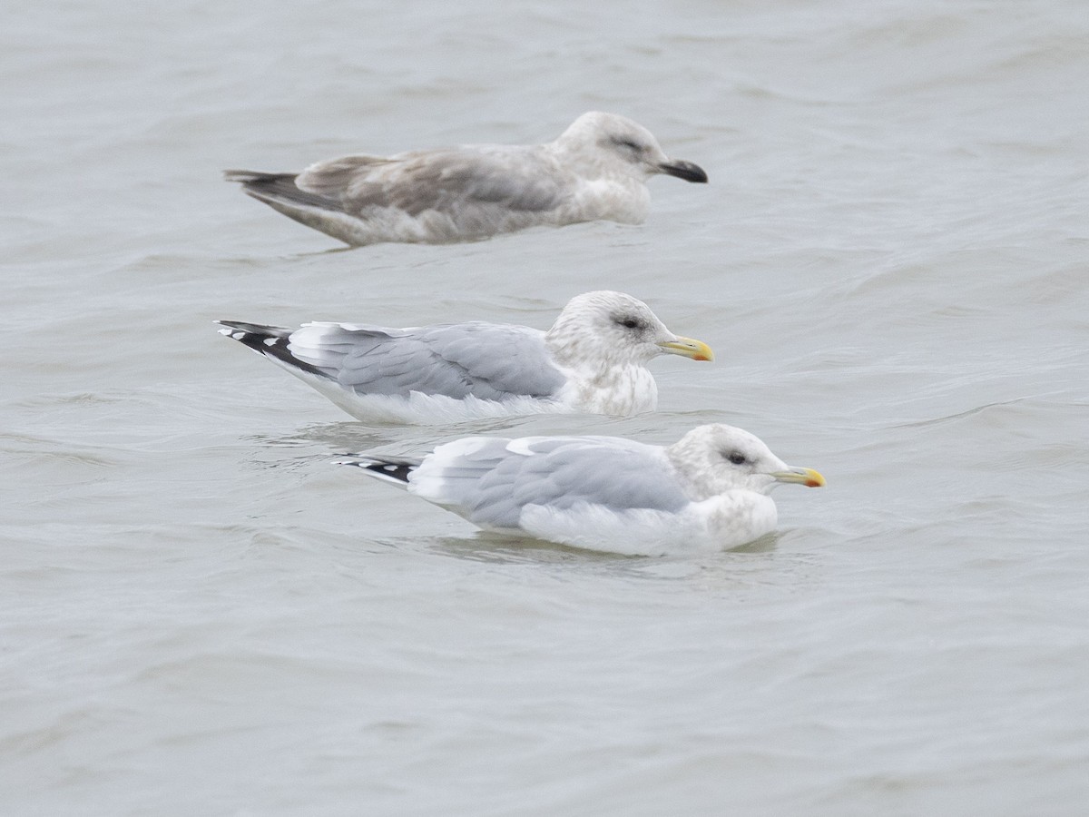 Iceland Gull (Thayer's) - ML646677649