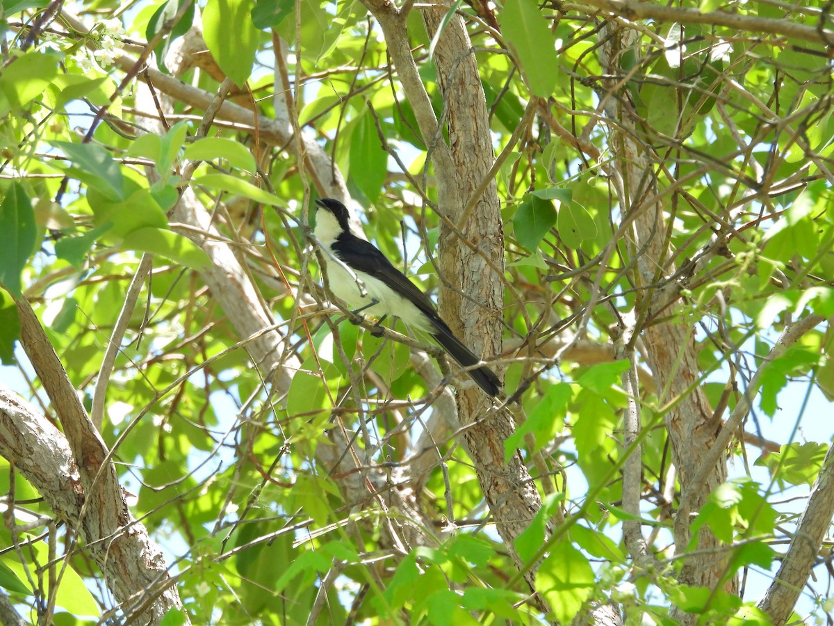 Restless Flycatcher - ML646677651