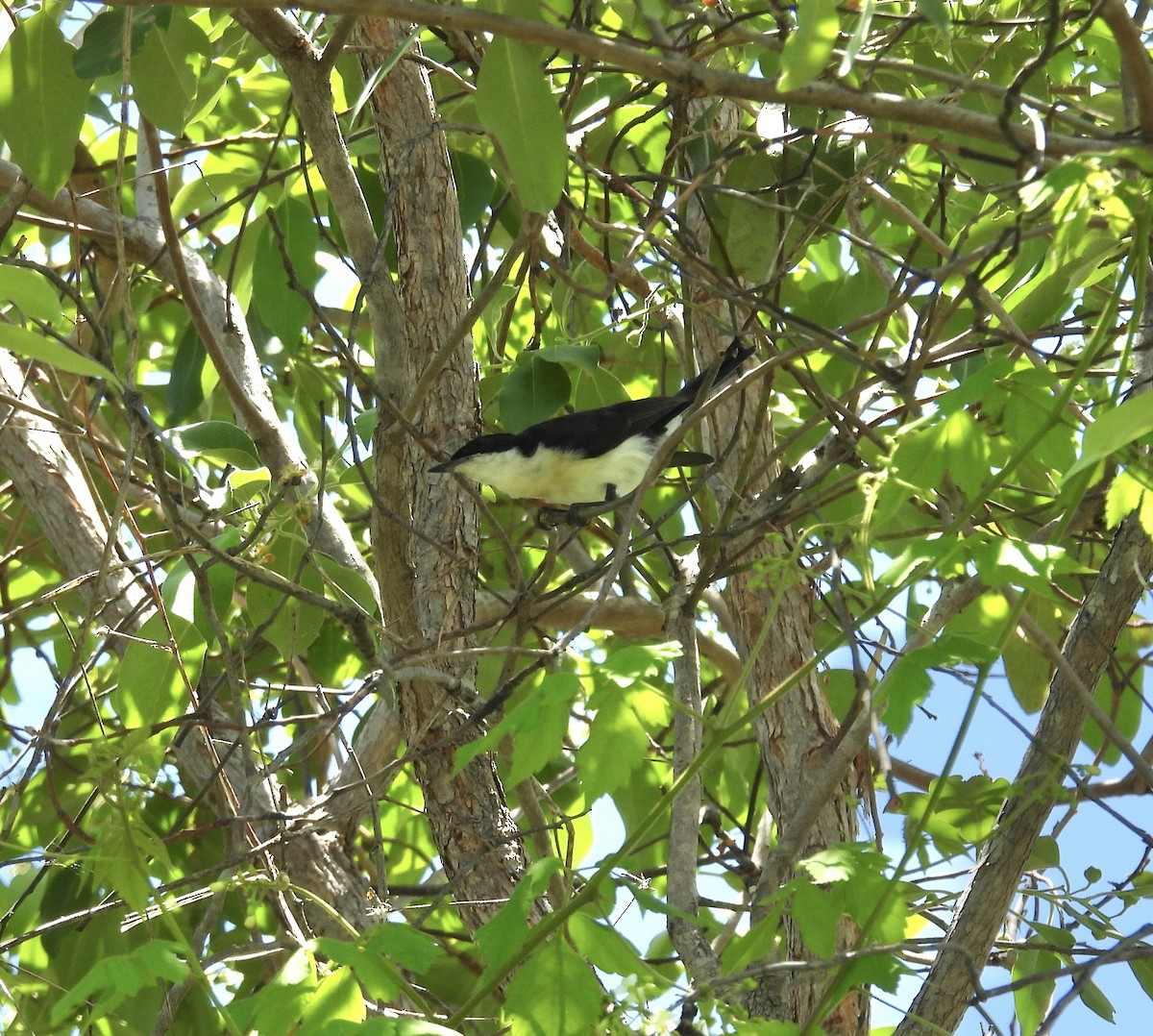 Restless Flycatcher - ML646677652