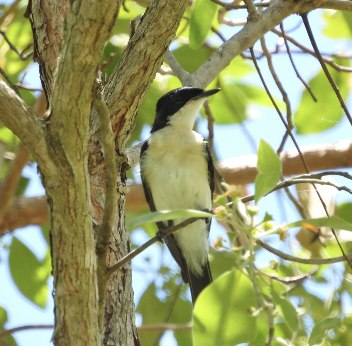 Restless Flycatcher - ML646677653
