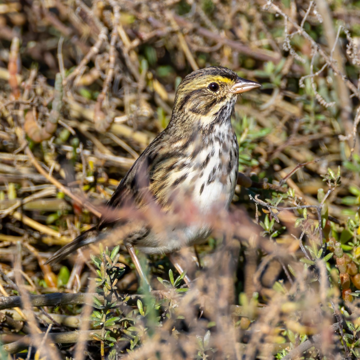 Savannah Sparrow (Belding's) - ML646677654