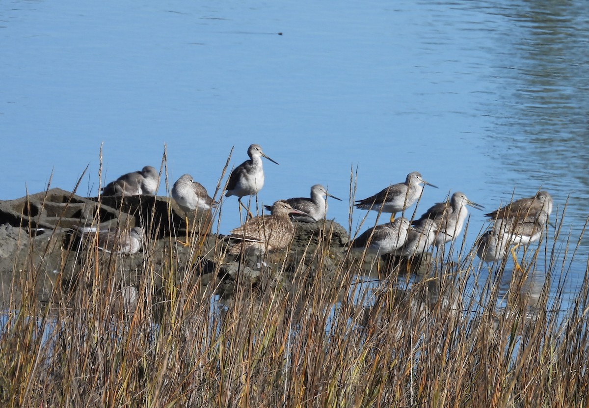 Zarapito Trinador Americano - ML646677656