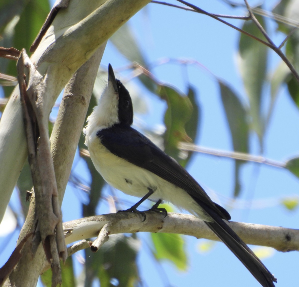 Monarca Inquieto - ML646677657