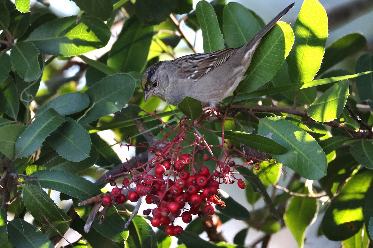 Chingolo Coronidorado - ML646677658