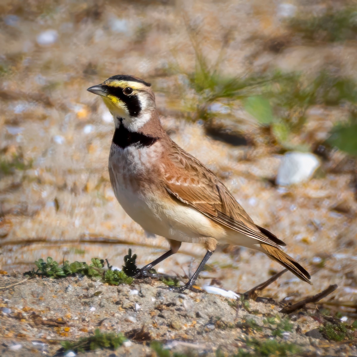 ハマヒバリ - ML646677660