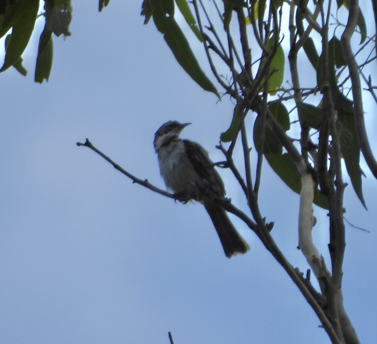 ヒヨミツスイ - ML646677661