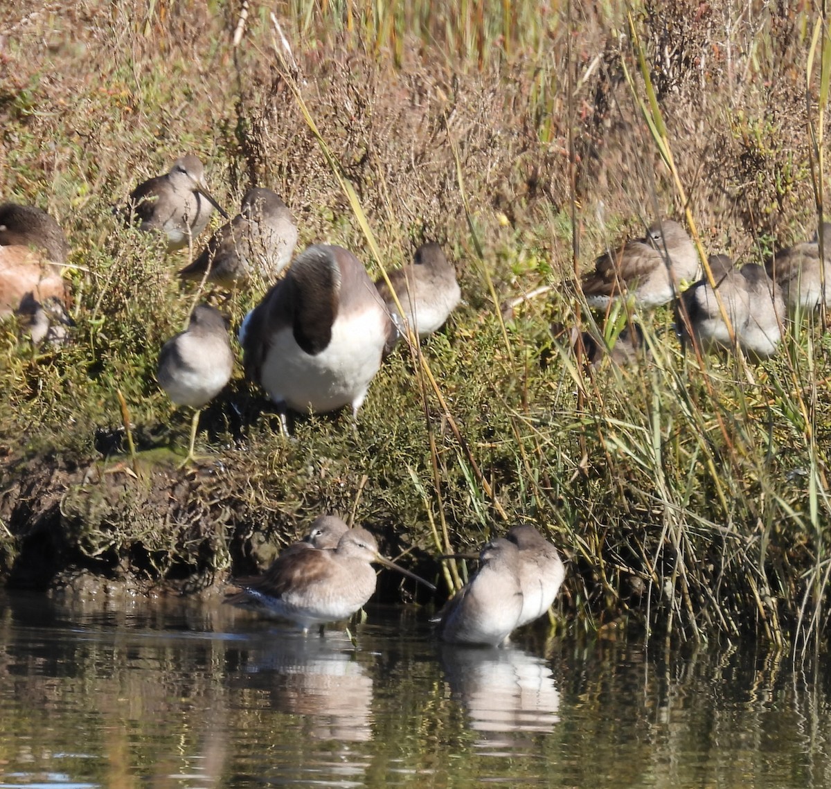 アメリカオオハシシギ - ML646677664